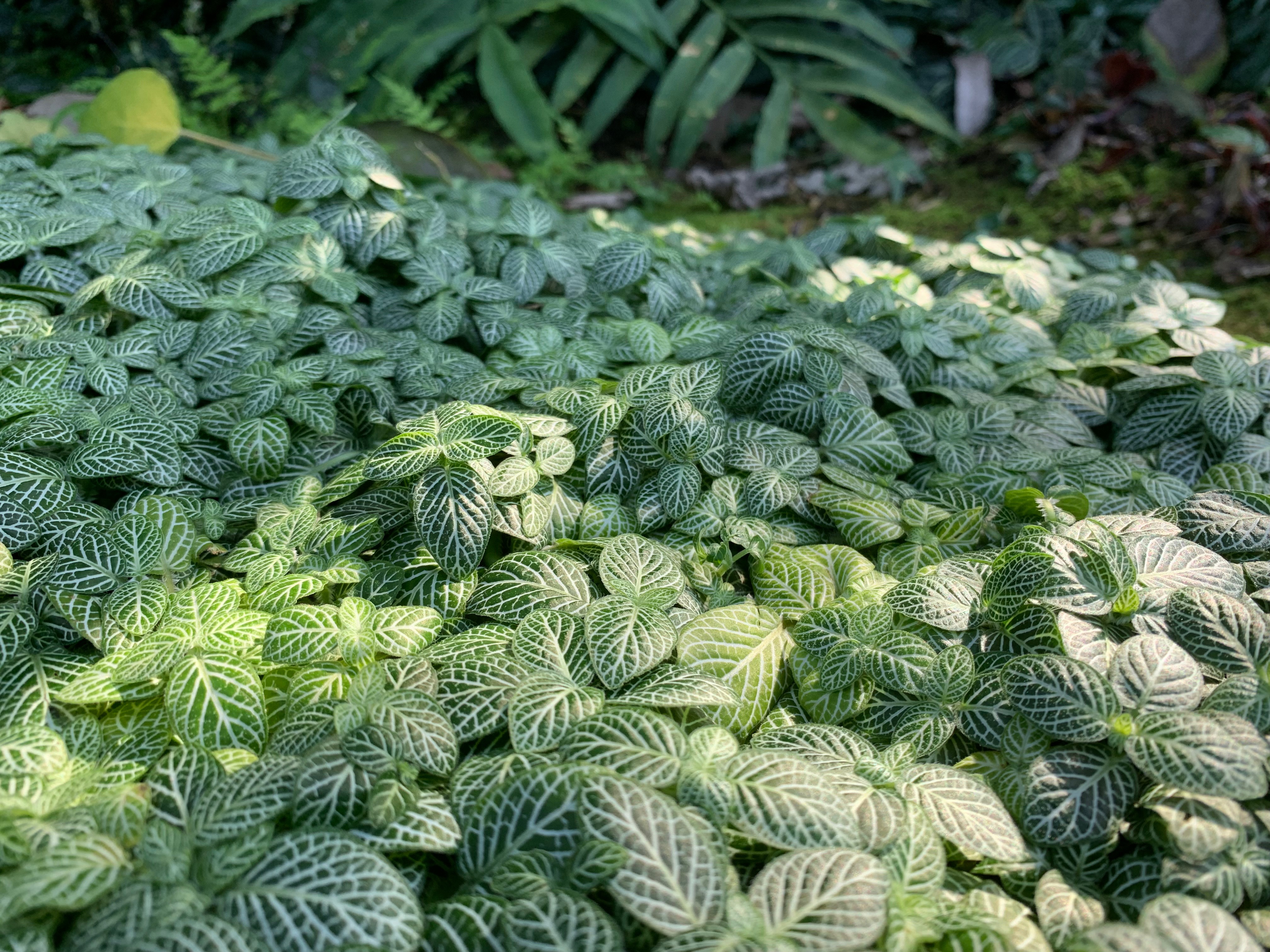 wide shot of a mosaic plant