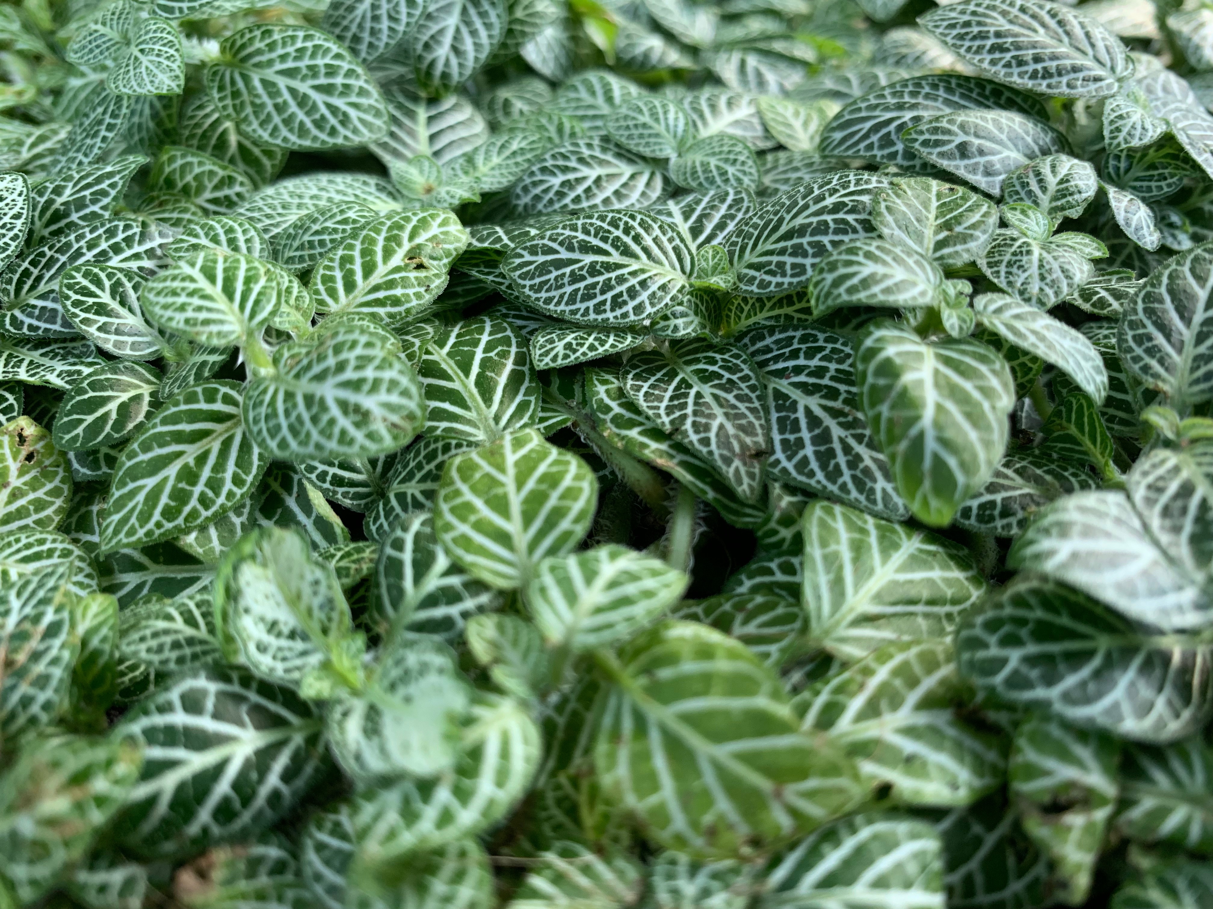 photo of a mosaic plant